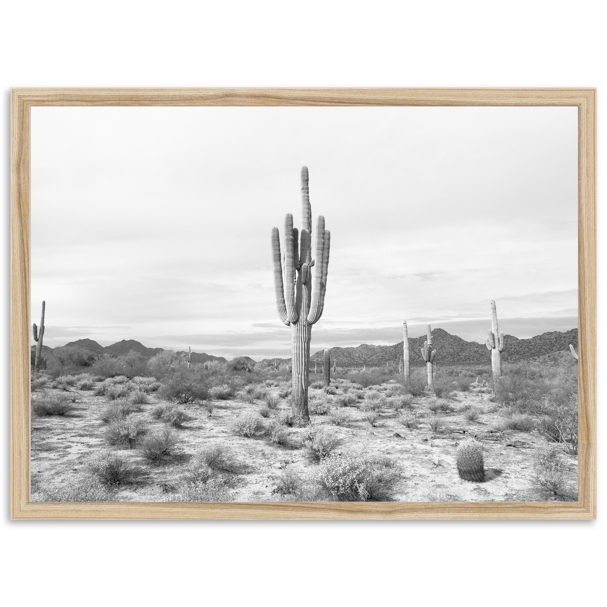 Sonora II - Shutter and Frame