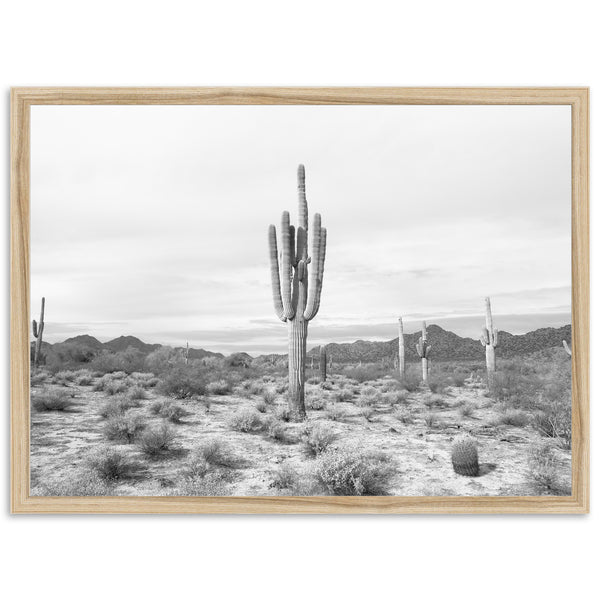 Sonora II - Shutter and Frame