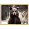 Bear - Shutter and Frame