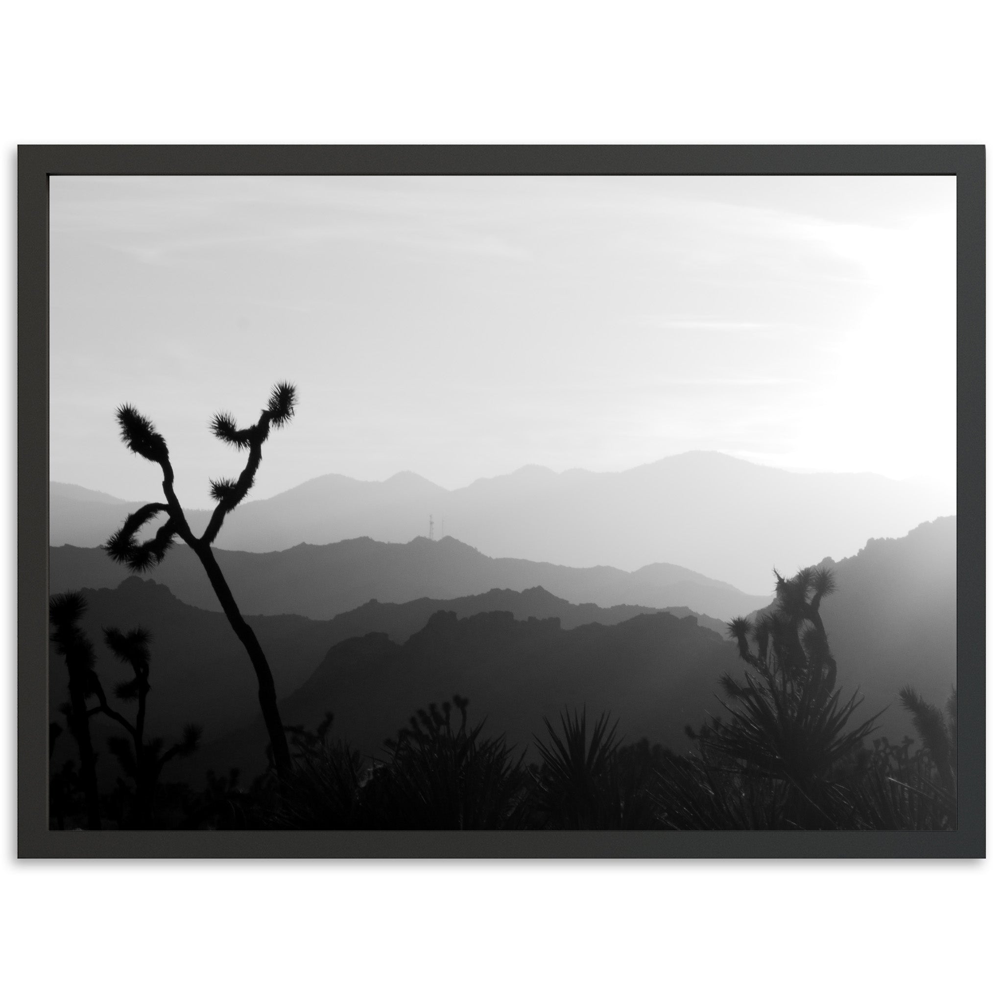 J Tree - Shutter and Frame