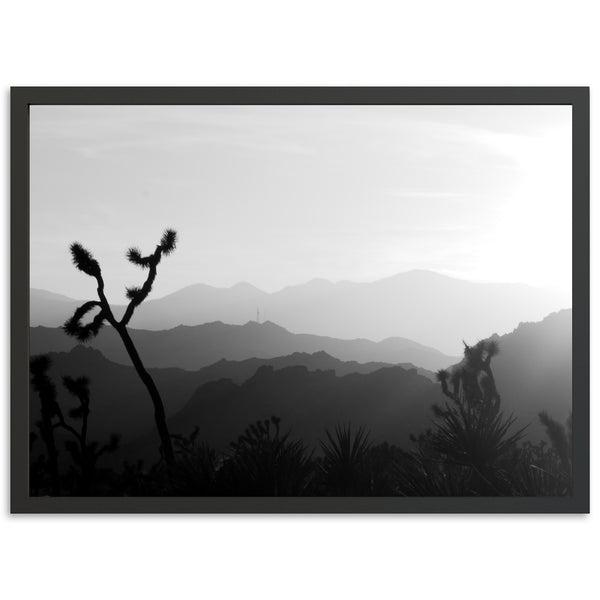 J Tree - Shutter and Frame