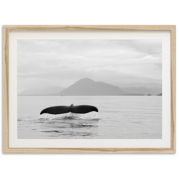 Tale of a Whale - Shutter and Frame