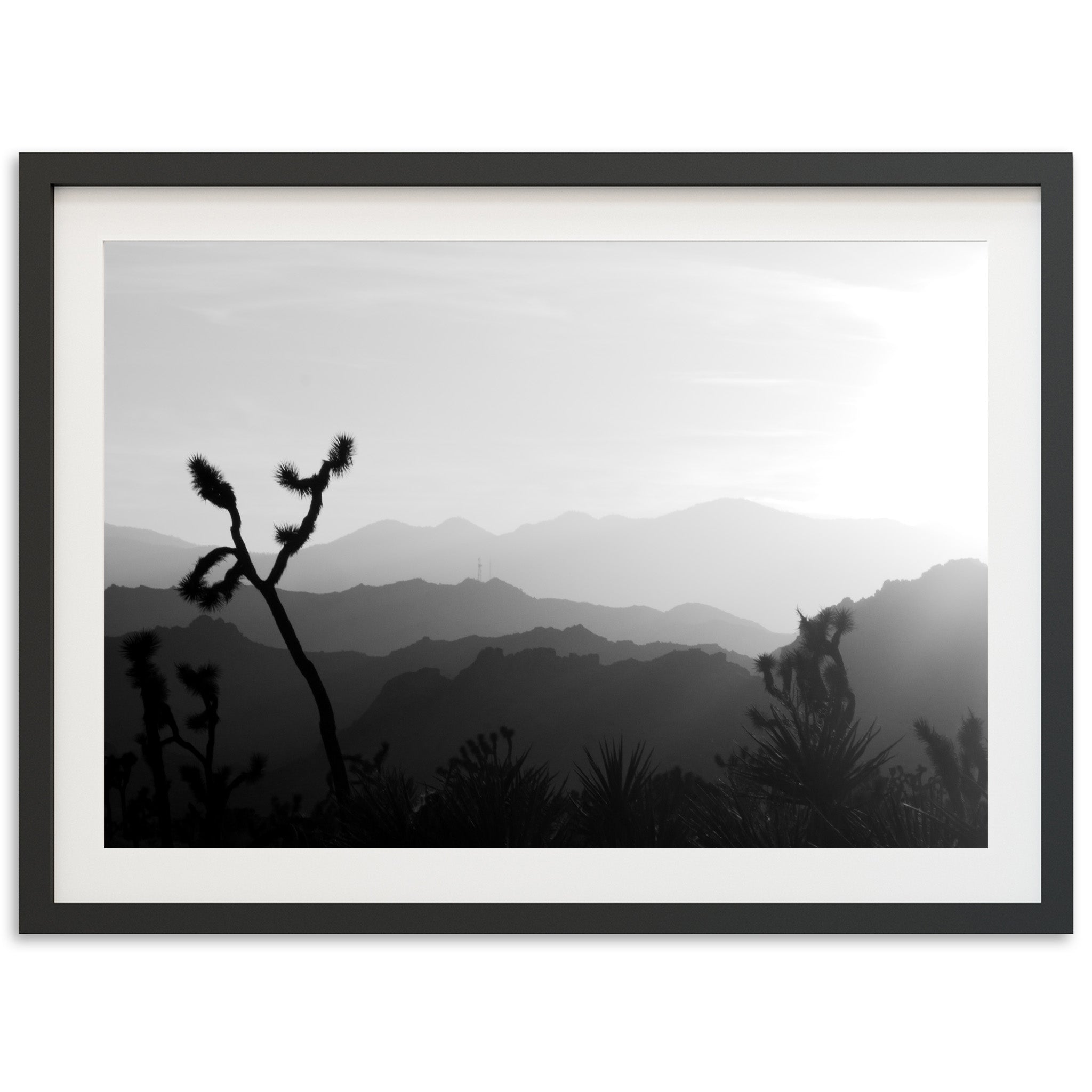 J Tree - Shutter and Frame