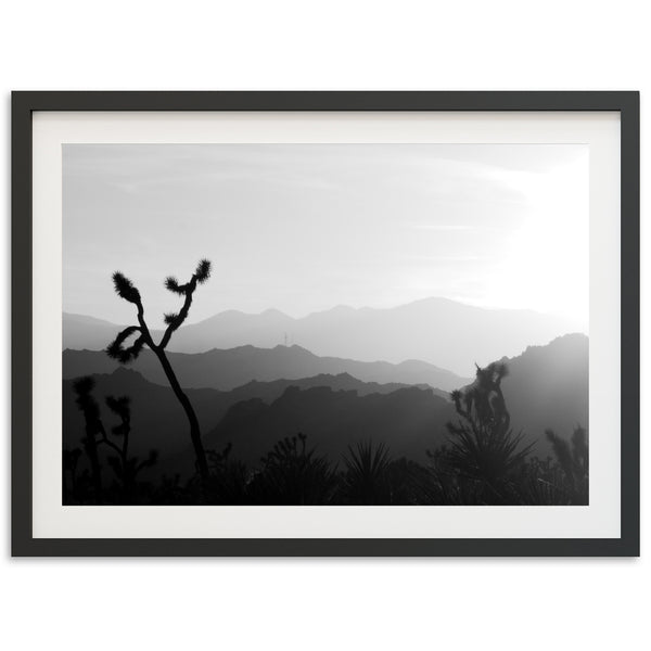 J Tree - Shutter and Frame