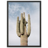 El Saguaro - Shutter and Frame