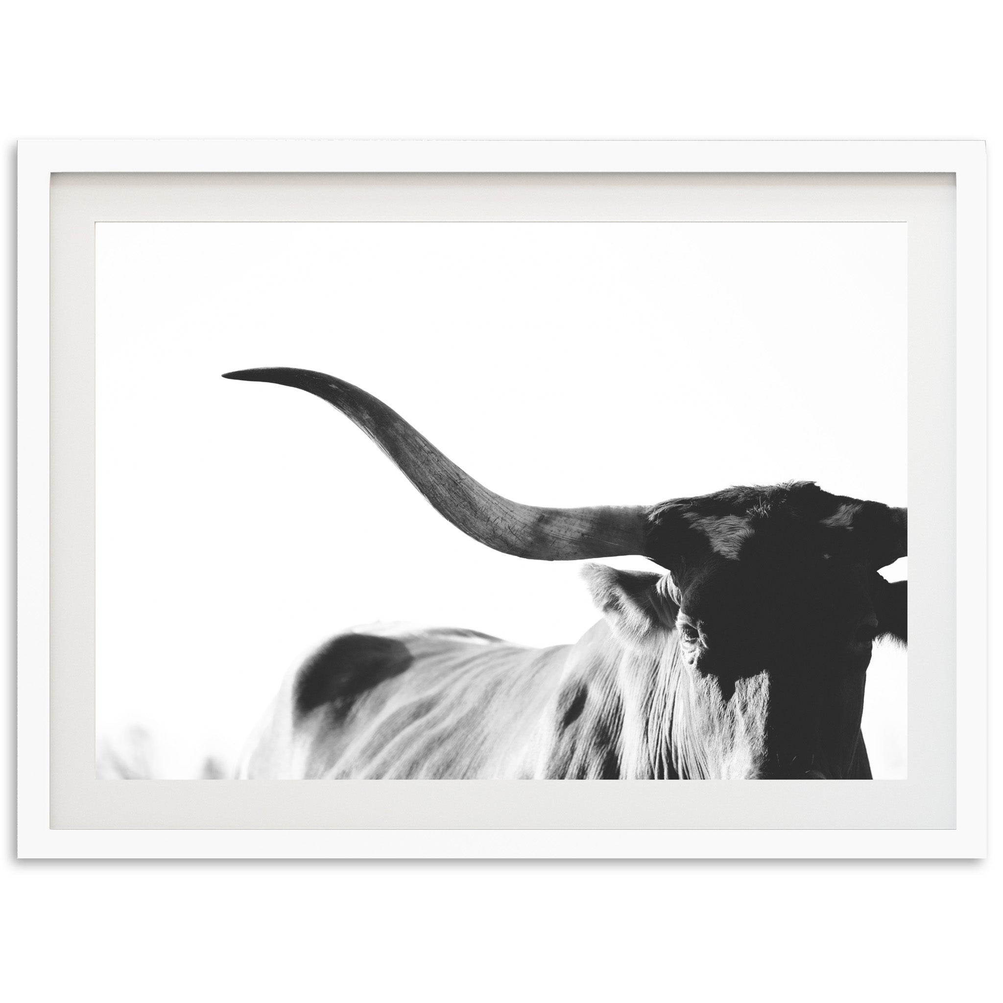 Longhorn - Shutter and Frame