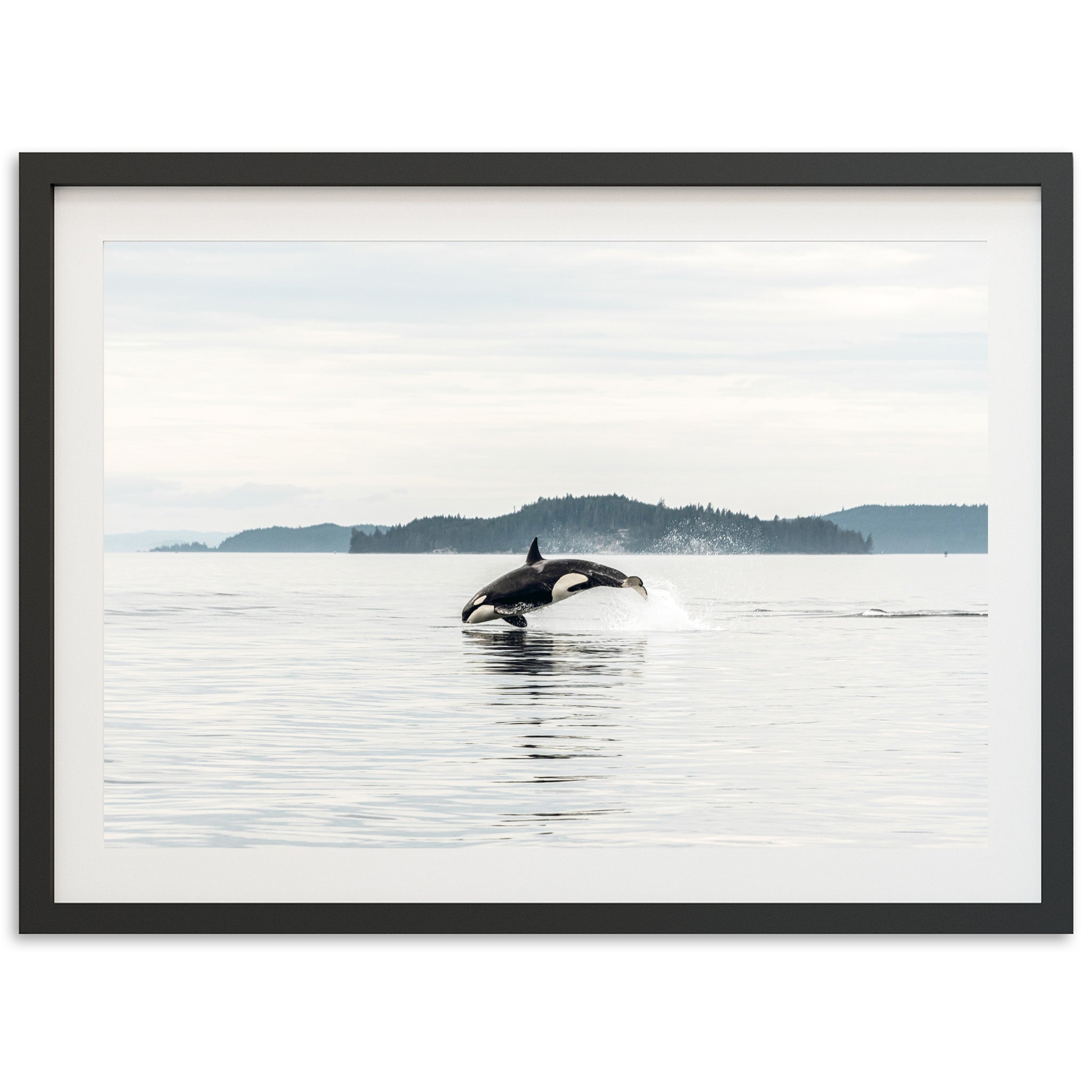 Orca - Shutter and Frame