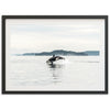 Orca - Shutter and Frame