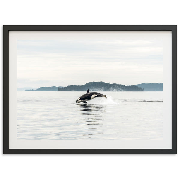 Orca - Shutter and Frame
