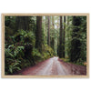 Redwood Road - Shutter and Frame