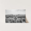 Highland Cow - Shutter and Frame