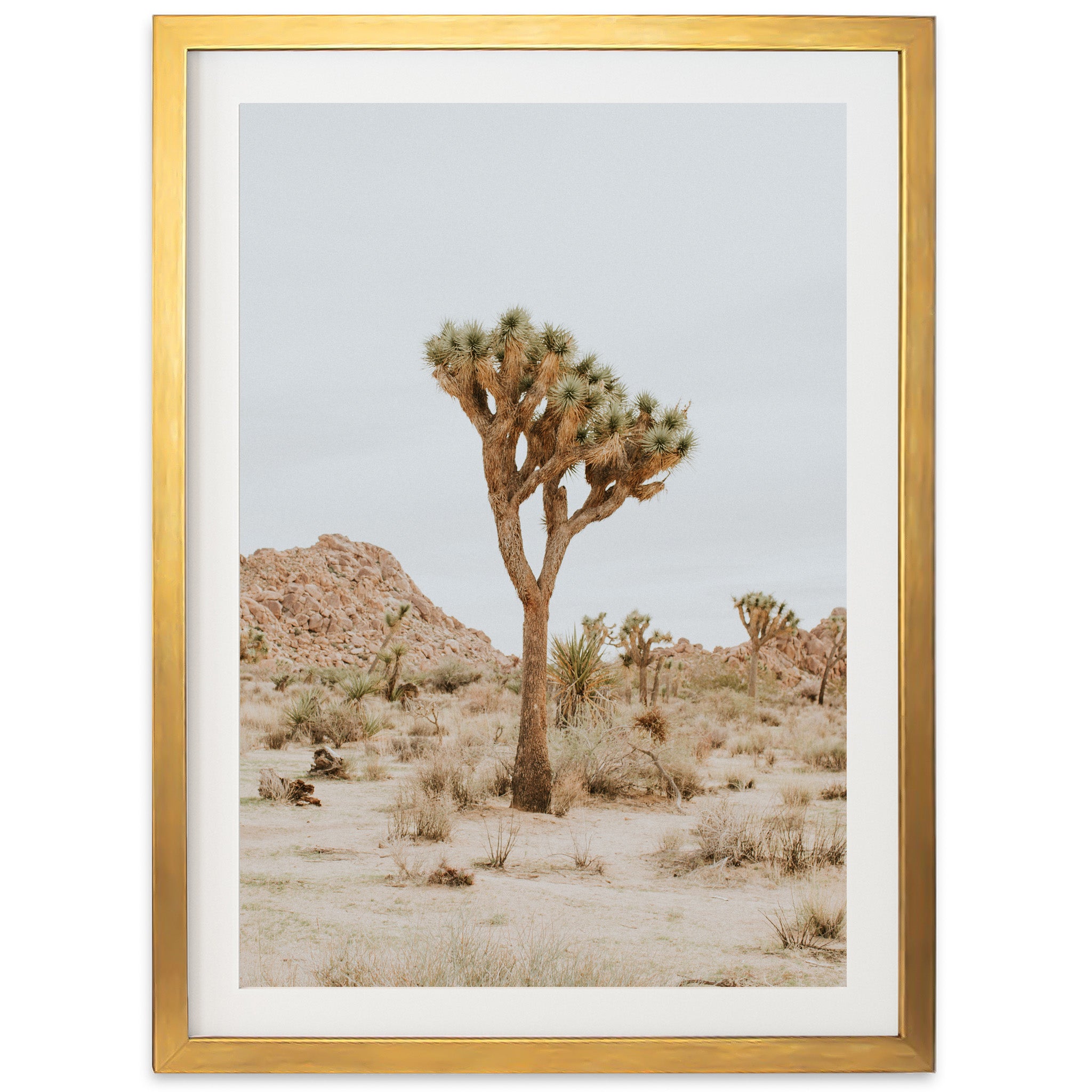 Joshua Tree II - Shutter and Frame