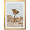 Joshua Tree II - Shutter and Frame