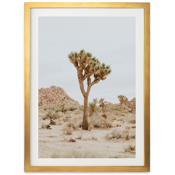 Joshua Tree II - Shutter and Frame