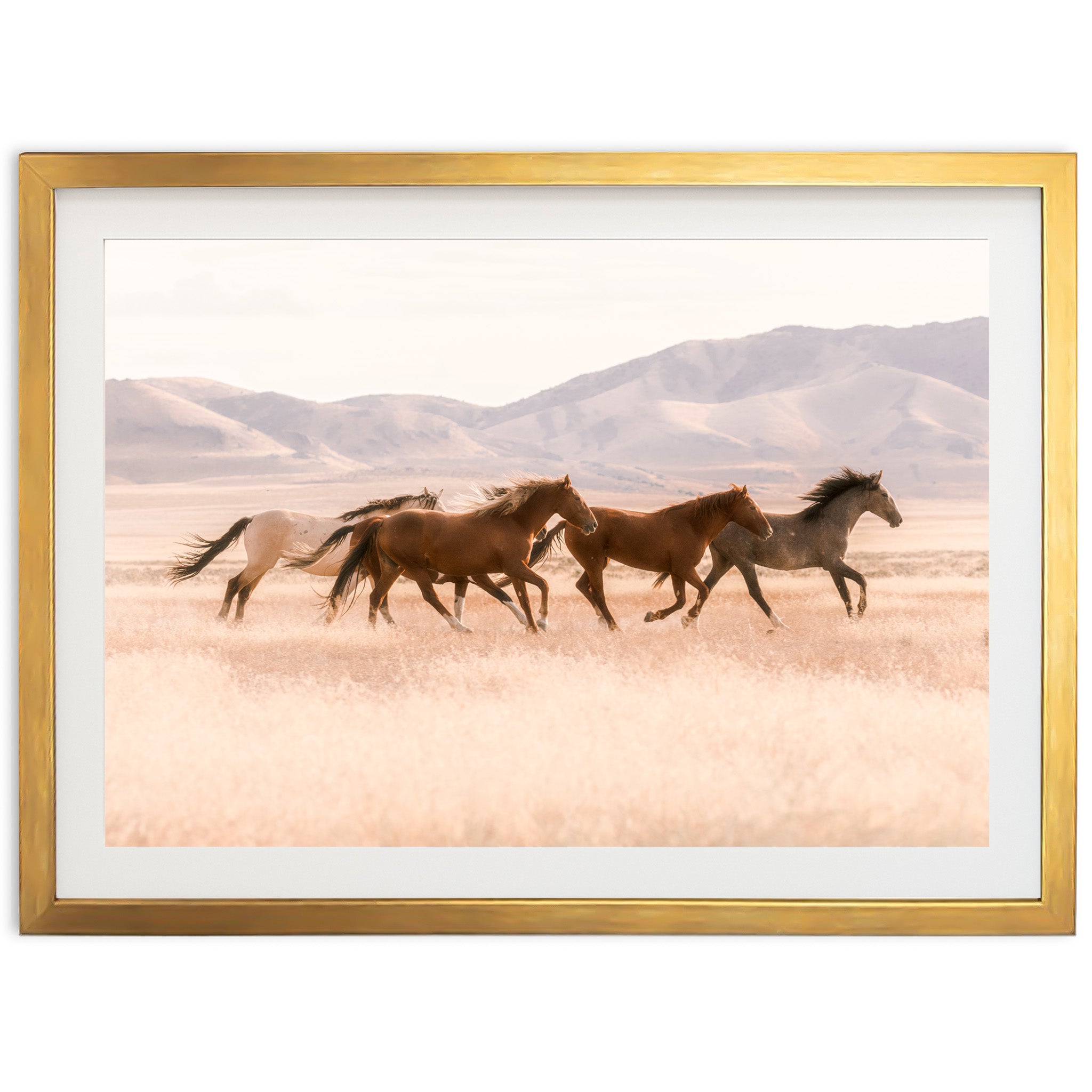 Gallop - Shutter and Frame