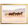 Gallop - Shutter and Frame