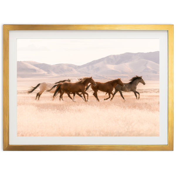 Gallop - Shutter and Frame