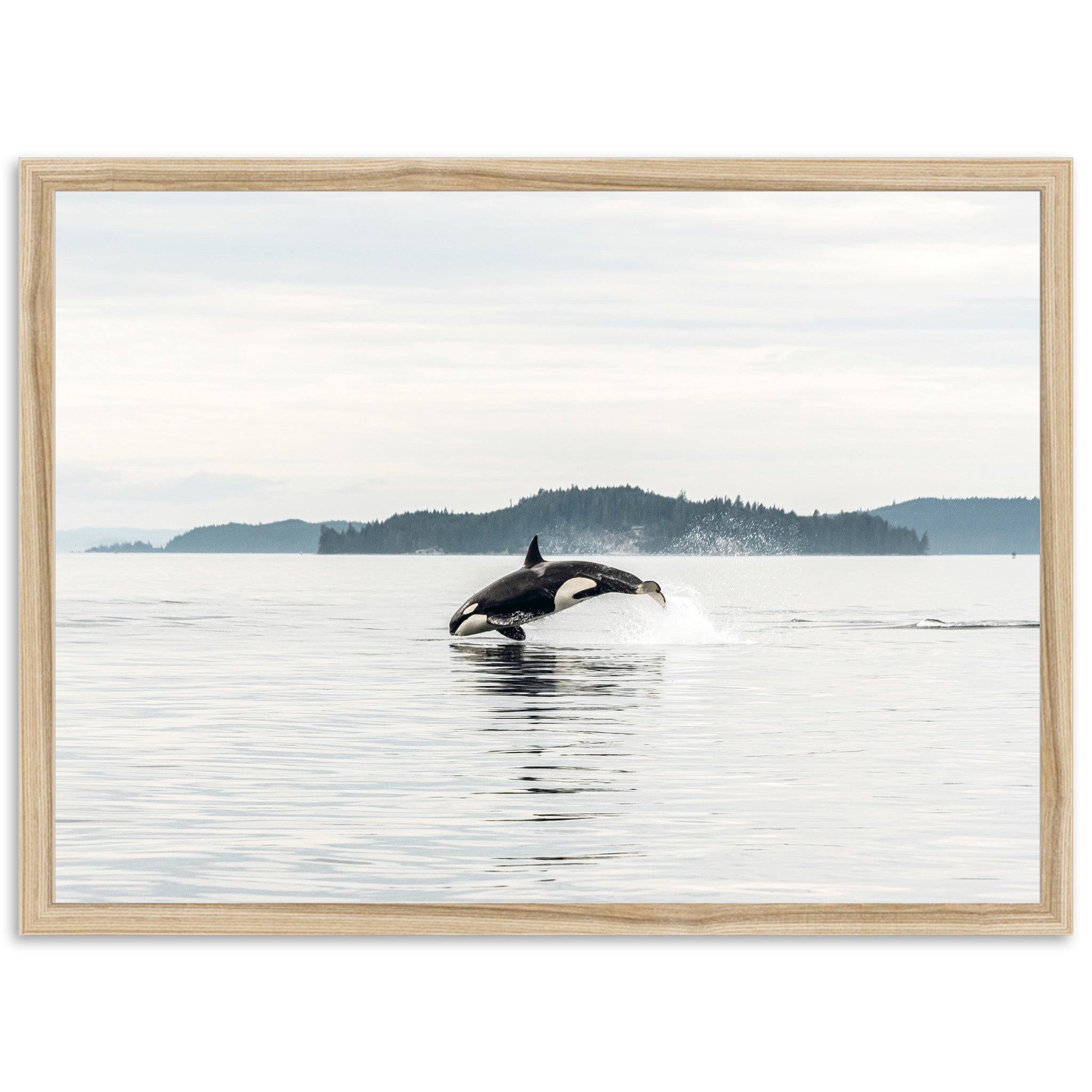 Orca - Shutter and Frame