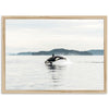 Orca - Shutter and Frame
