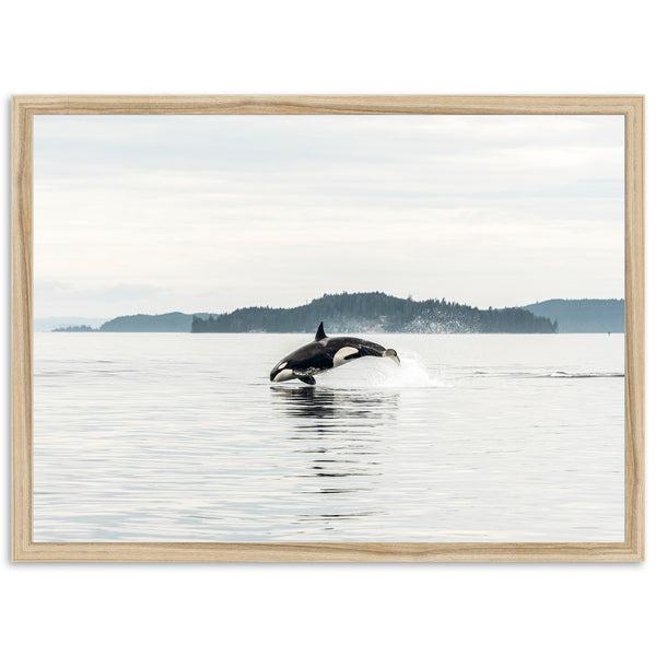 Orca - Shutter and Frame