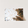 Monarchs - Shutter and Frame