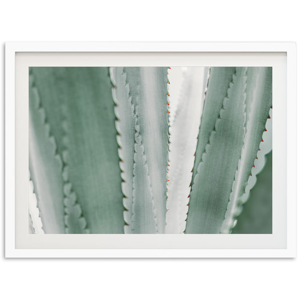 Agave - Shutter and Frame