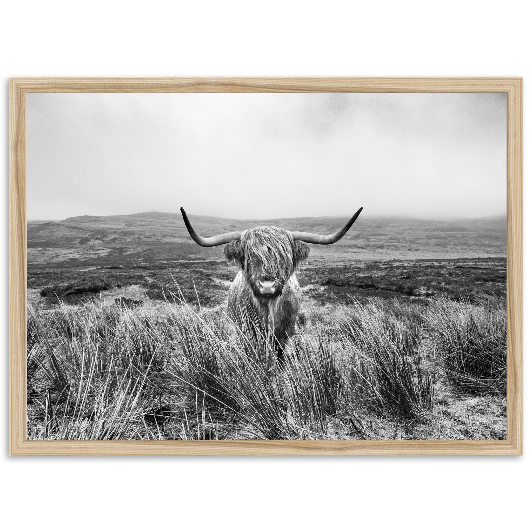 Highland Cow - Shutter and Frame