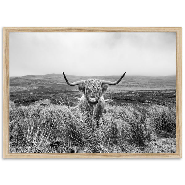 Highland Cow - Shutter and Frame