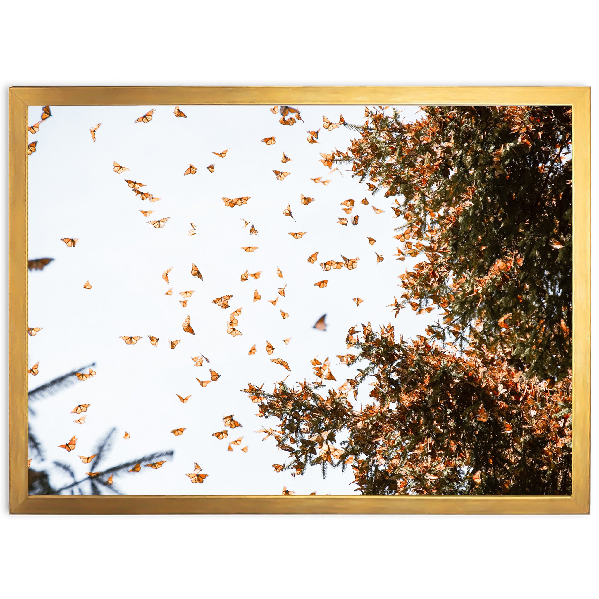 Monarchs - Shutter and Frame