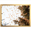 Monarchs - Shutter and Frame