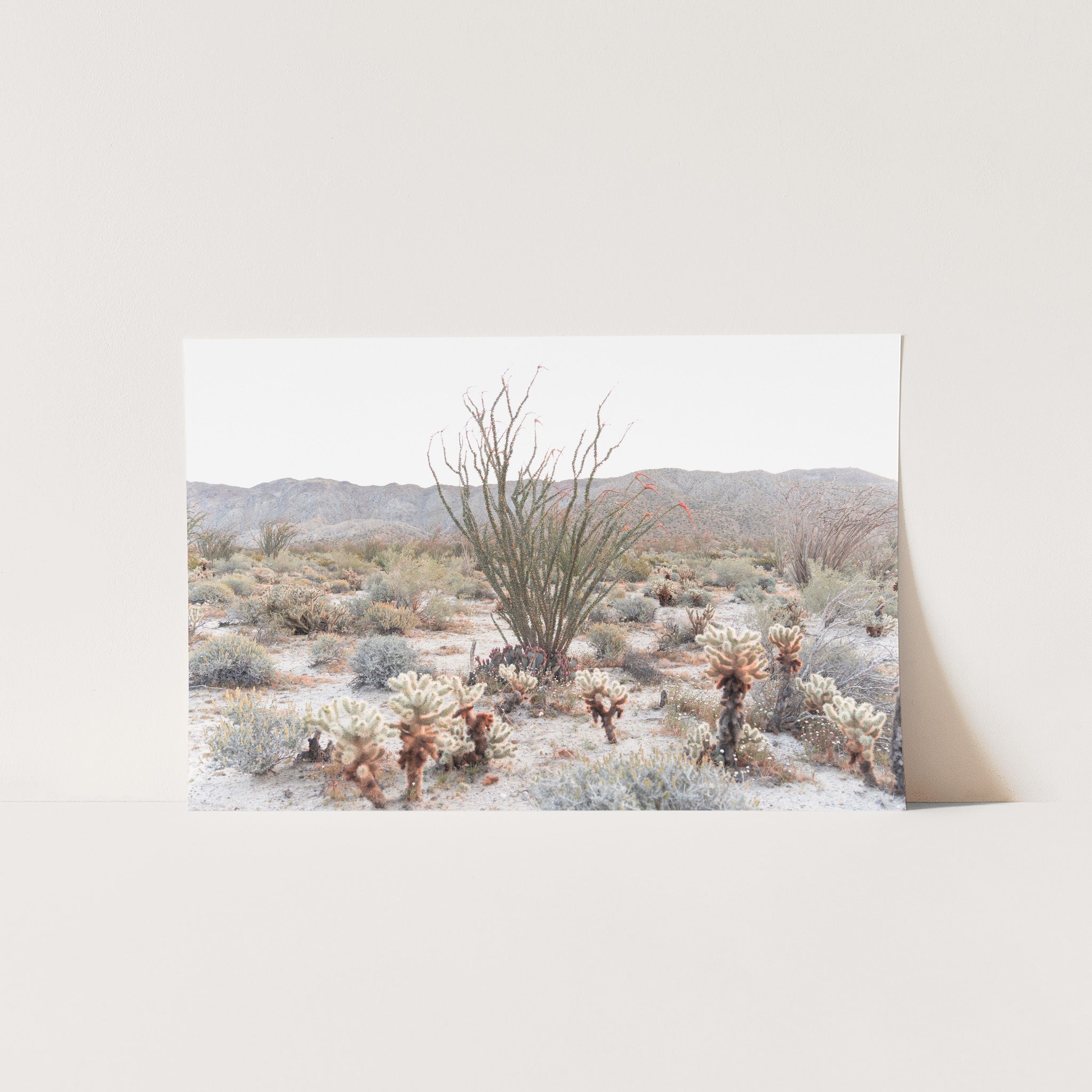Ocotillo - Shutter and Frame