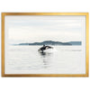 Orca - Shutter and Frame