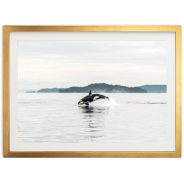 Orca - Shutter and Frame