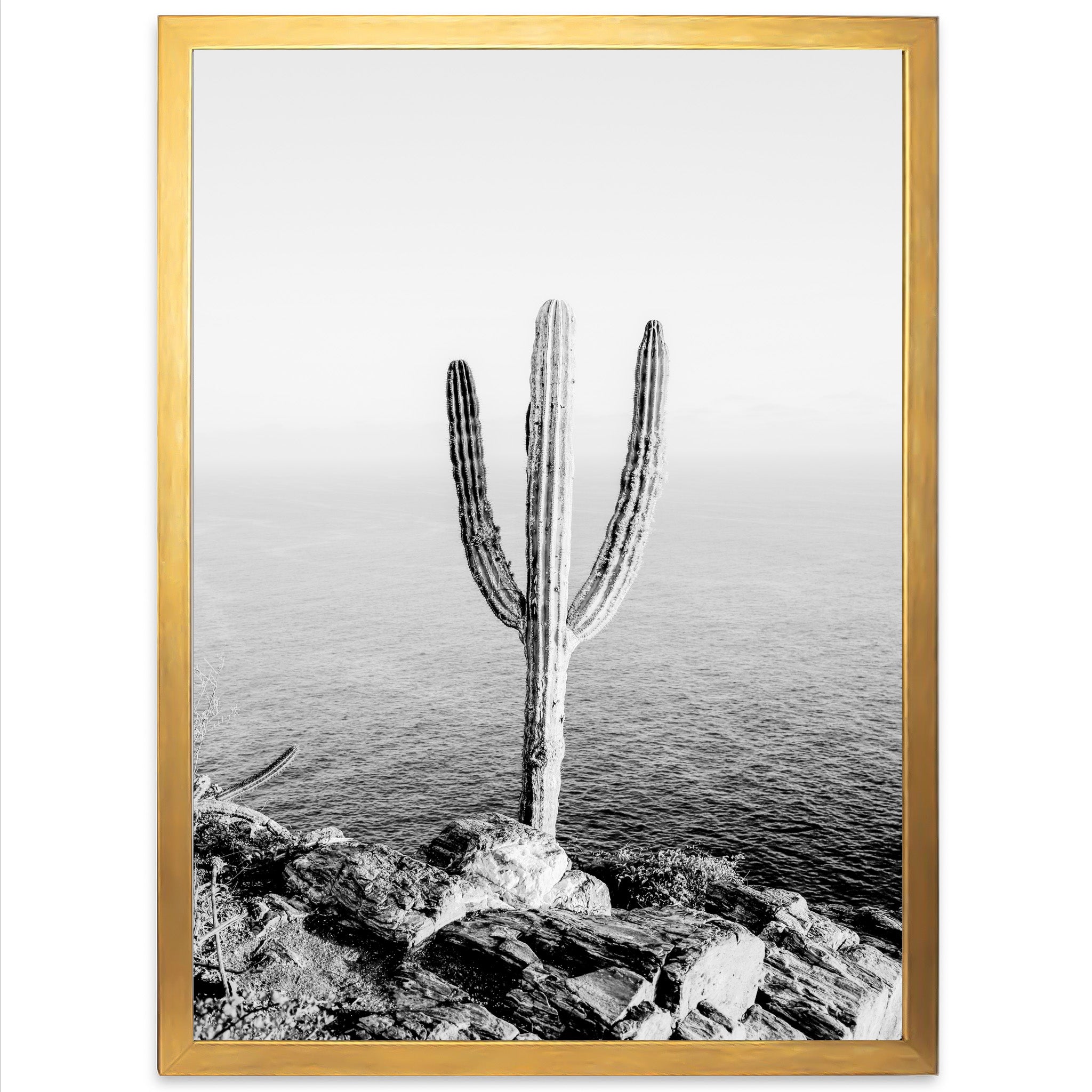 Beach Cactus II - Shutter and Frame