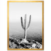 Beach Cactus II - Shutter and Frame