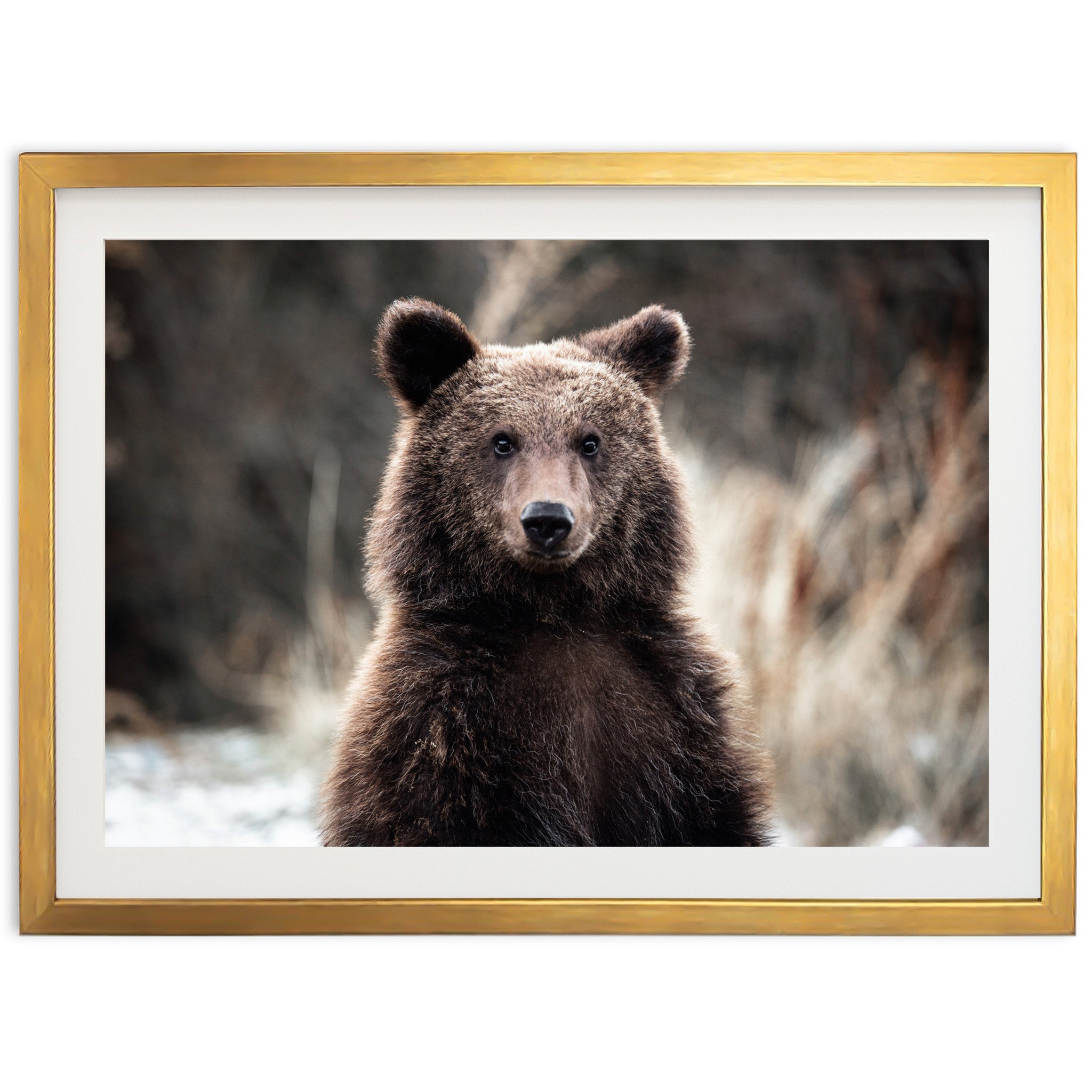 Bear - Shutter and Frame