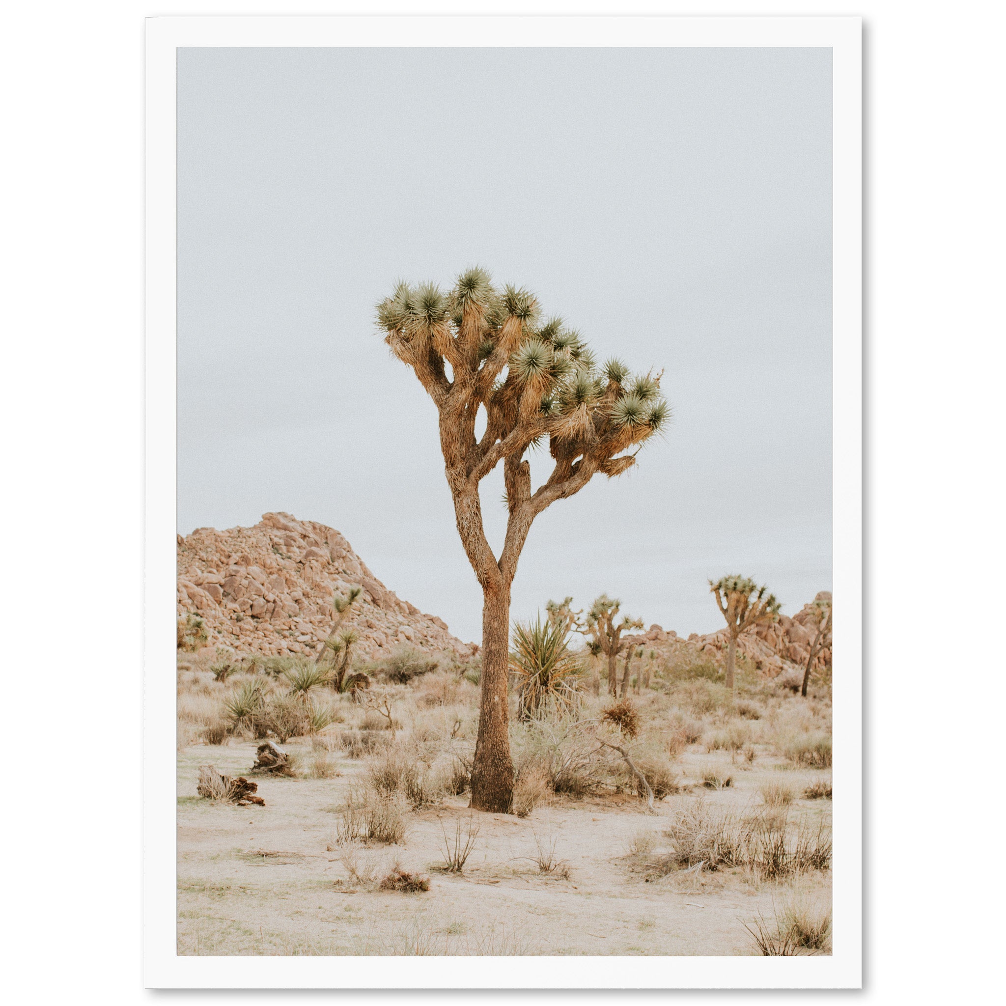 Joshua Tree II - Shutter and Frame
