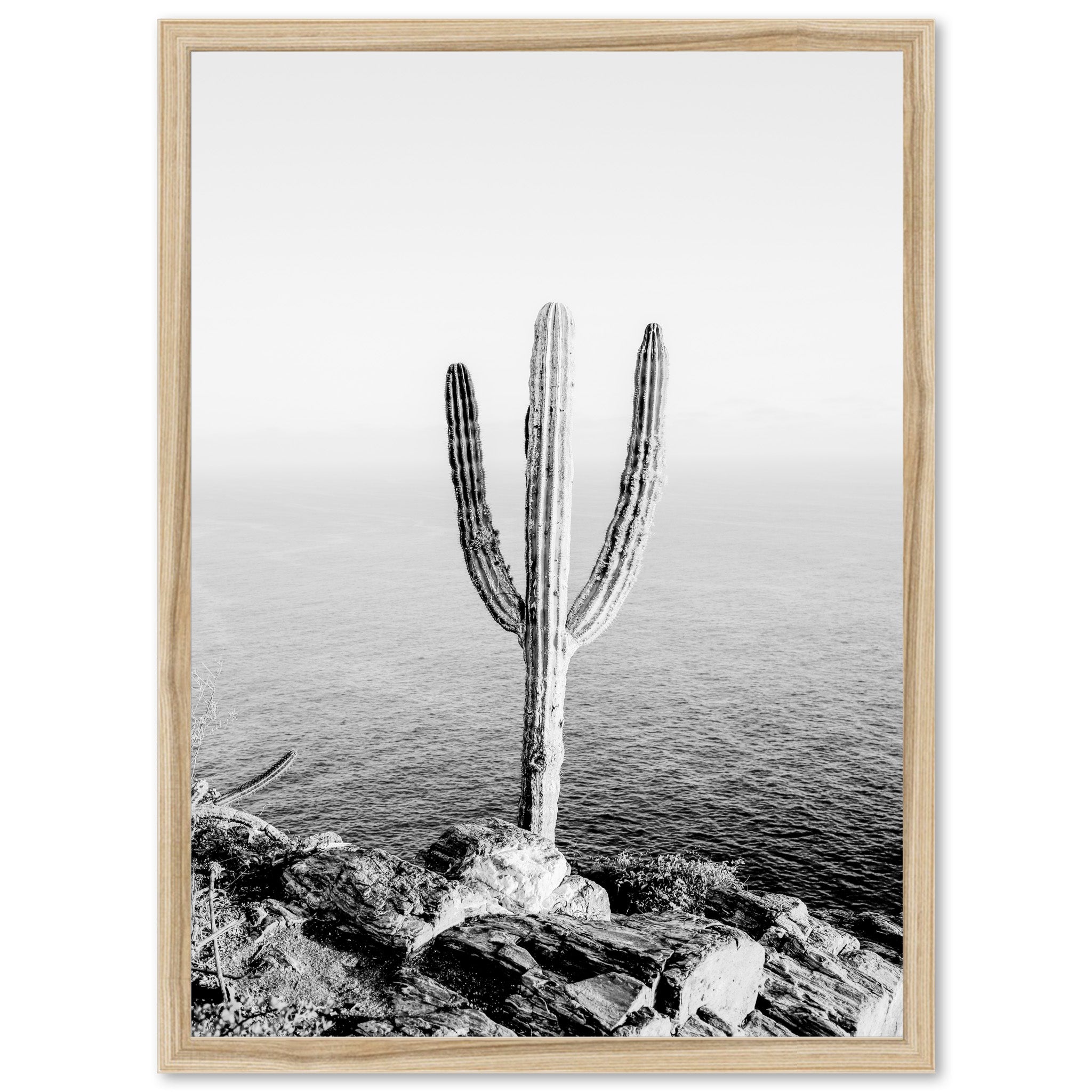 Beach Cactus II - Shutter and Frame