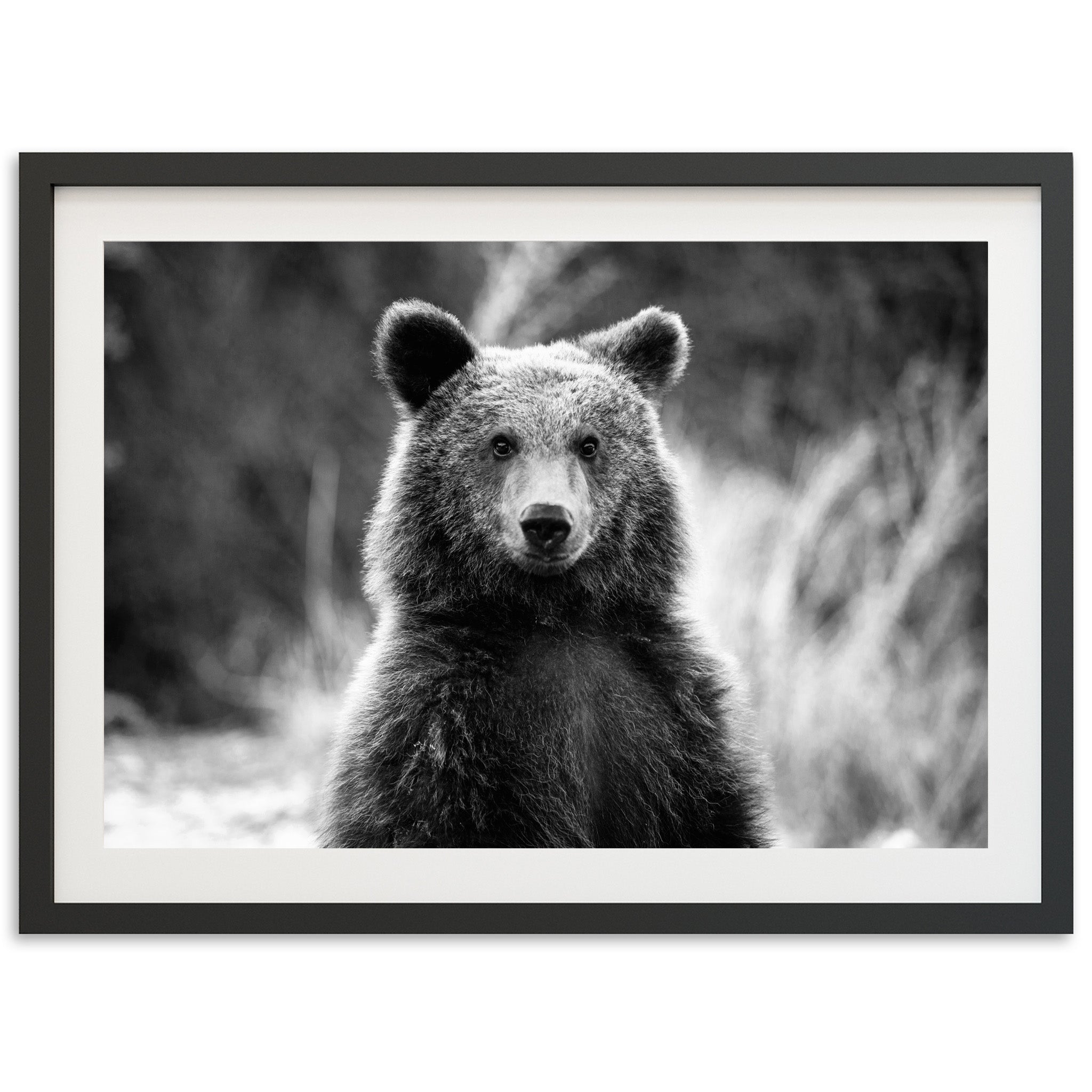 Bear II - Shutter and Frame