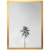 One Palm - Shutter and Frame