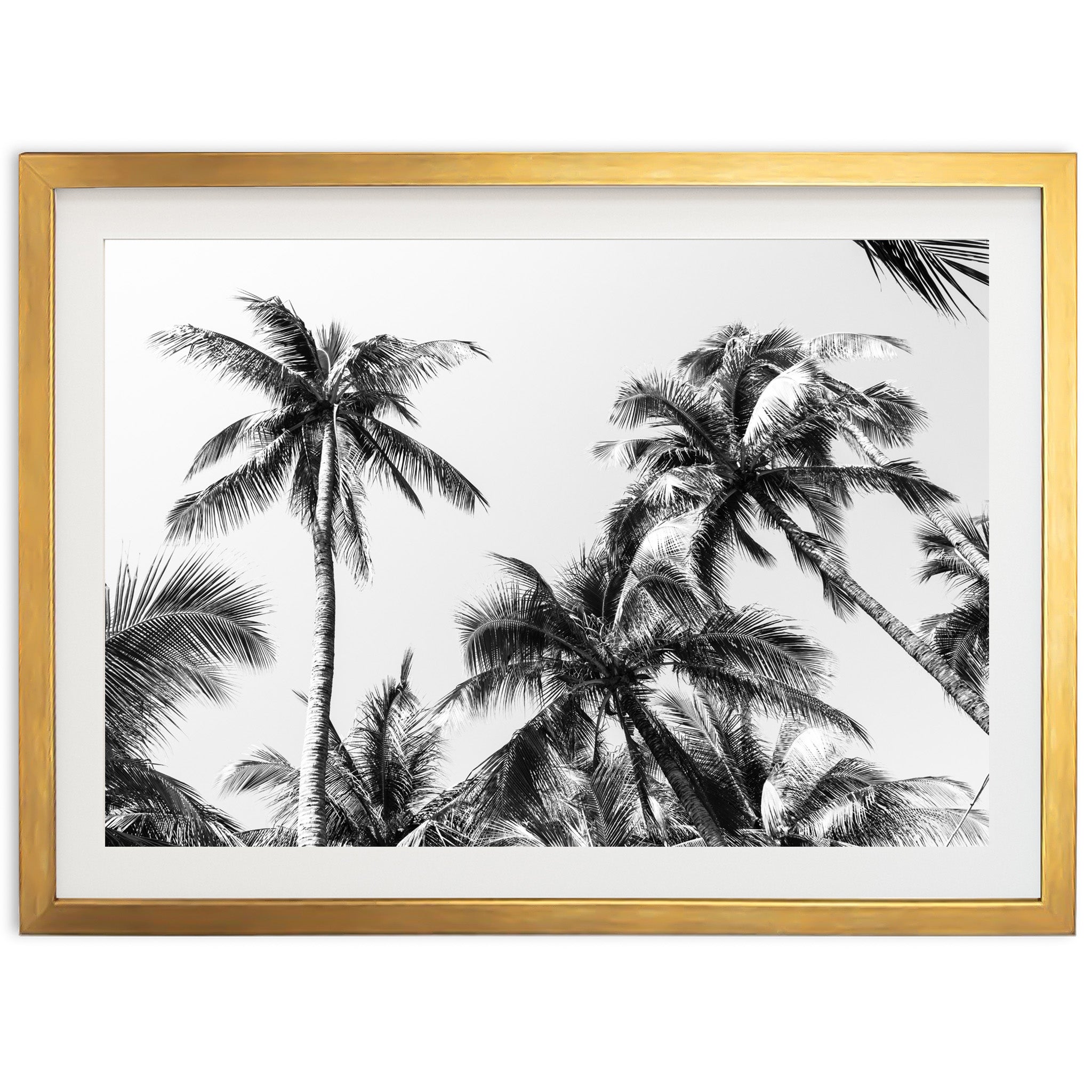 Under the Palms - Shutter and Frame