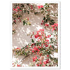 Bougainvillea - Shutter and Frame