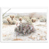 Desert Roses - Shutter and Frame