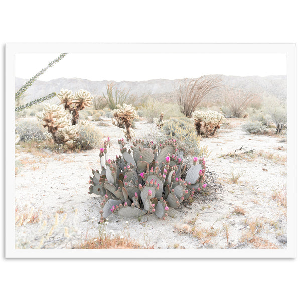 Desert Roses - Shutter and Frame
