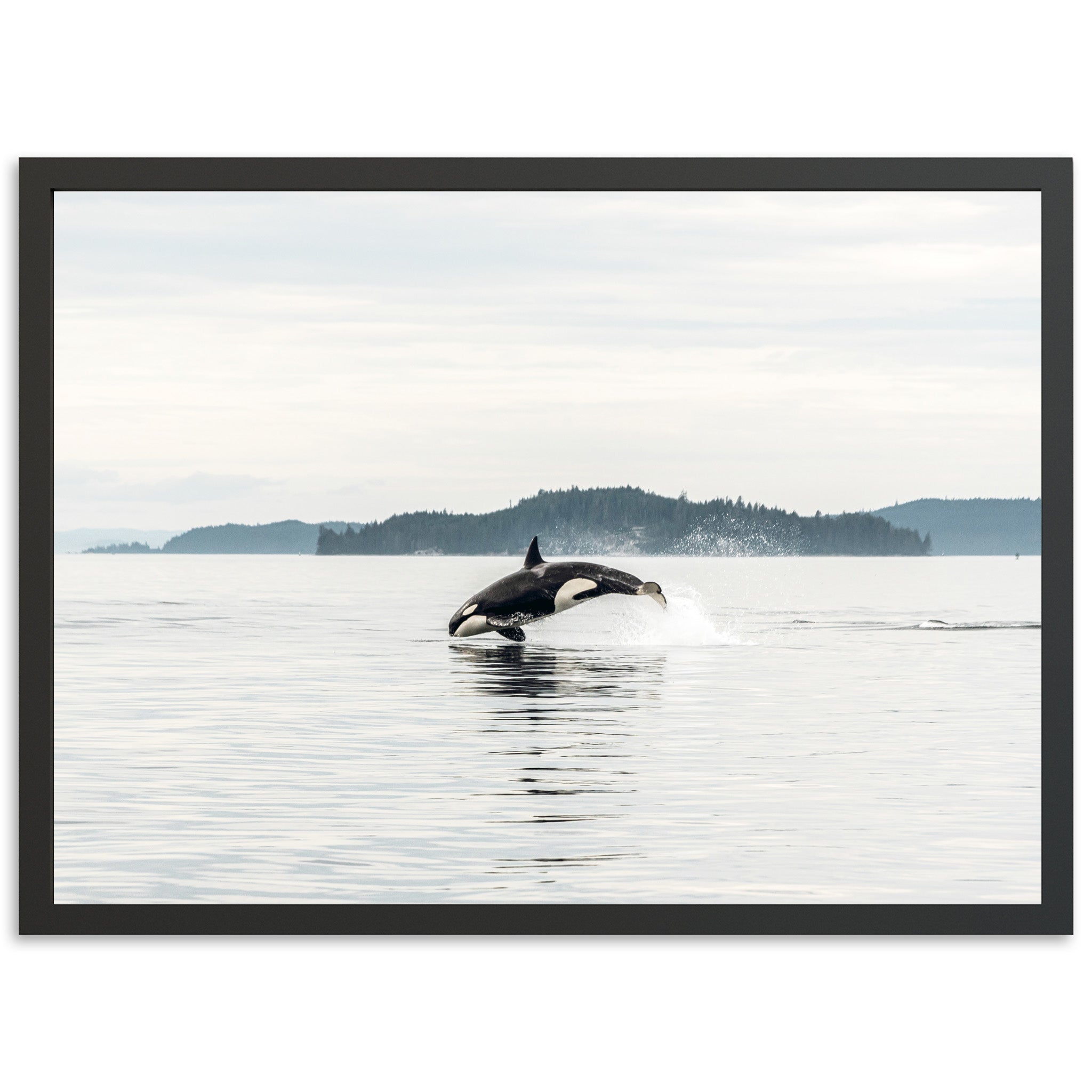 Orca - Shutter and Frame