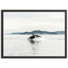 Orca - Shutter and Frame