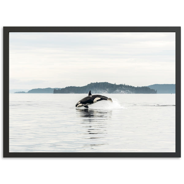 Orca - Shutter and Frame