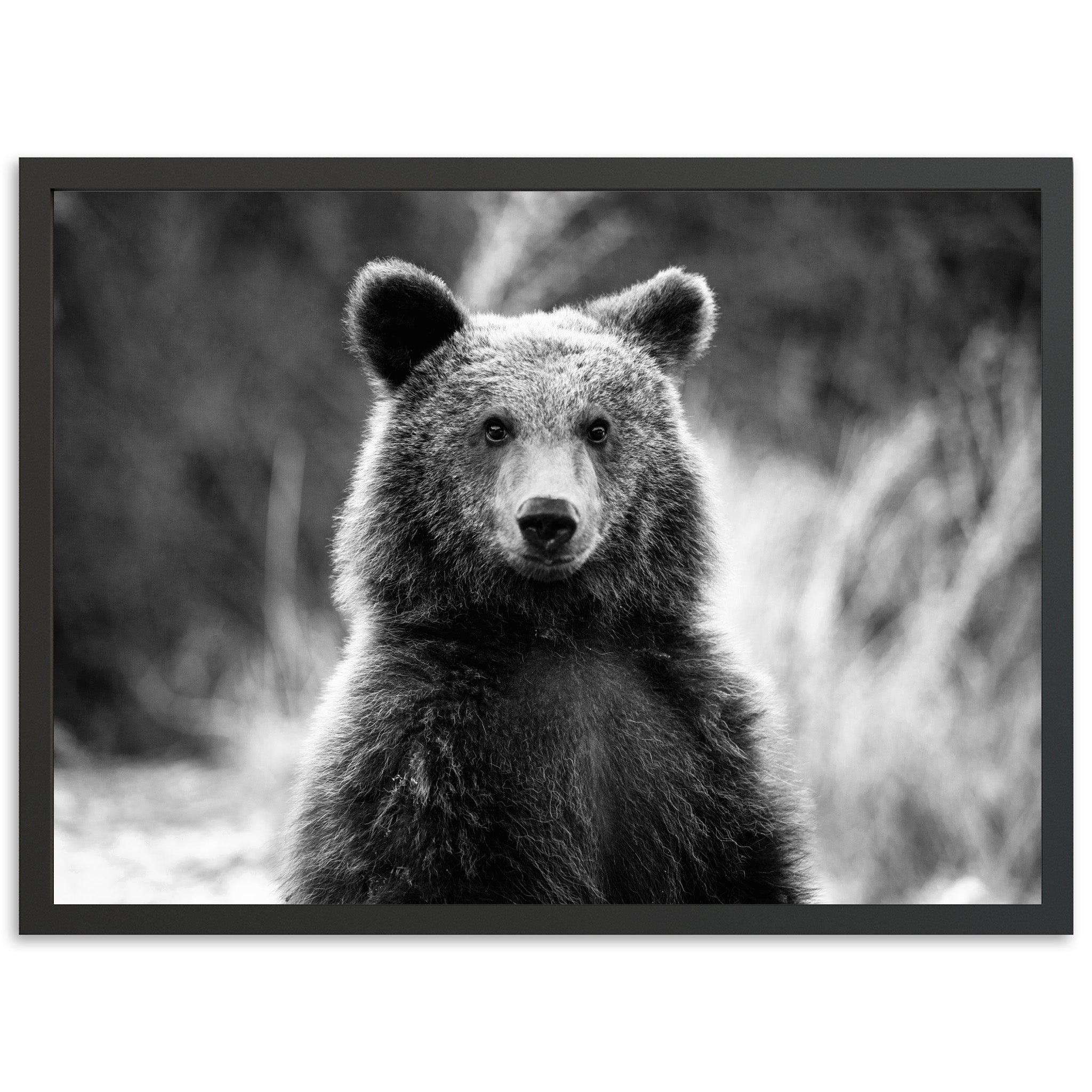 Bear II - Shutter and Frame