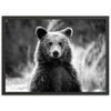 Bear II - Shutter and Frame