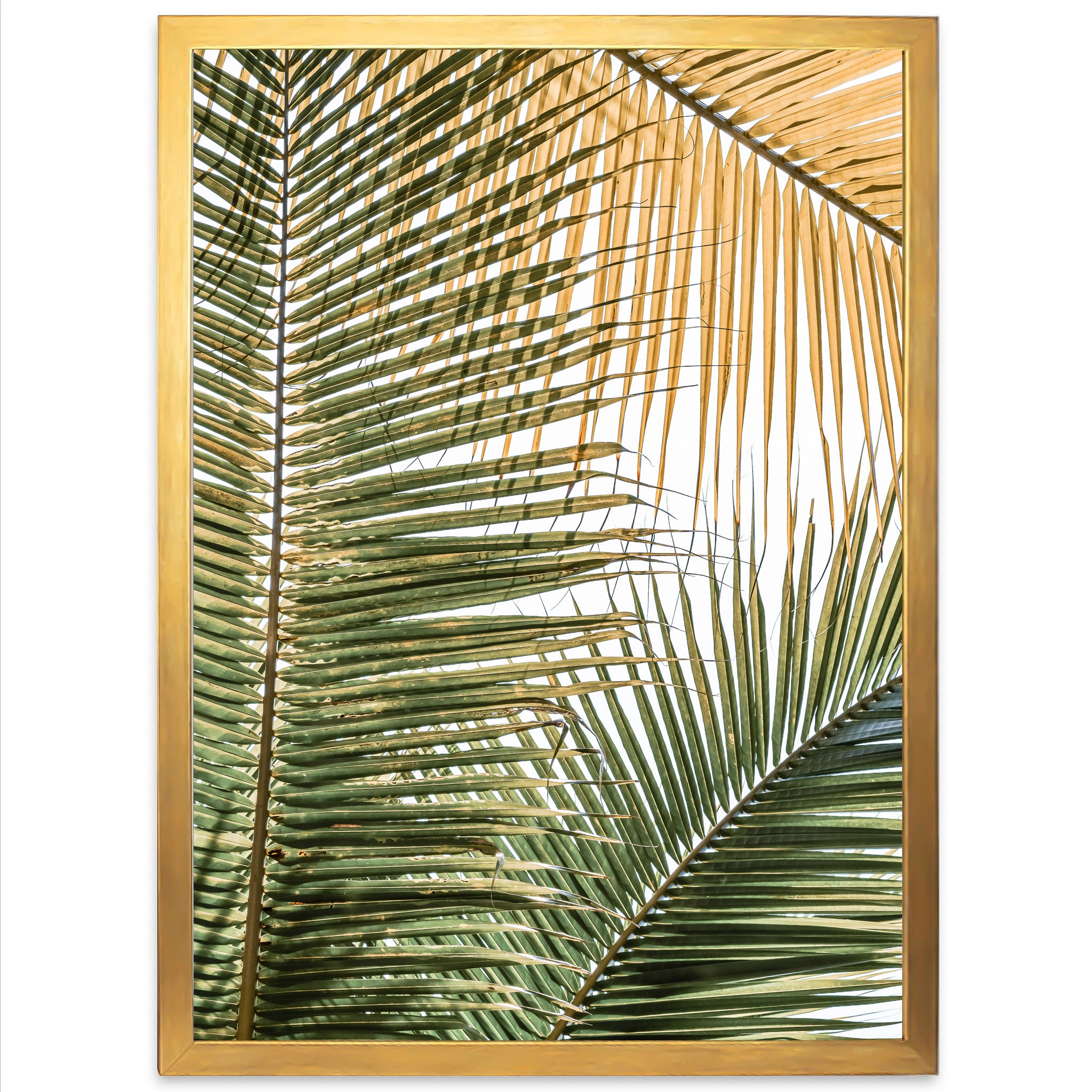Shades of Green - Shutter and Frame